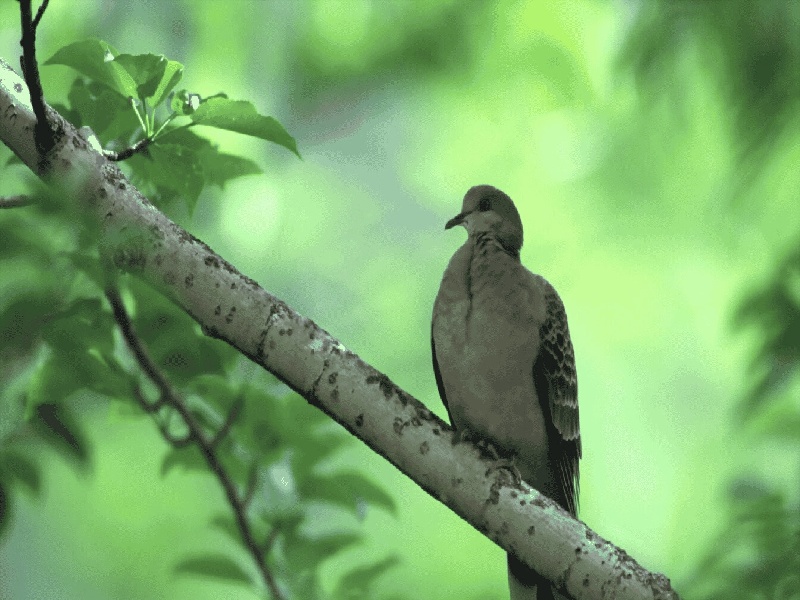 试管山羊培育过程(试管移植后白板)